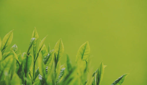 Picture of leaves of green tea plant sprouting upwards towards the sun in front of blurred ombre green background