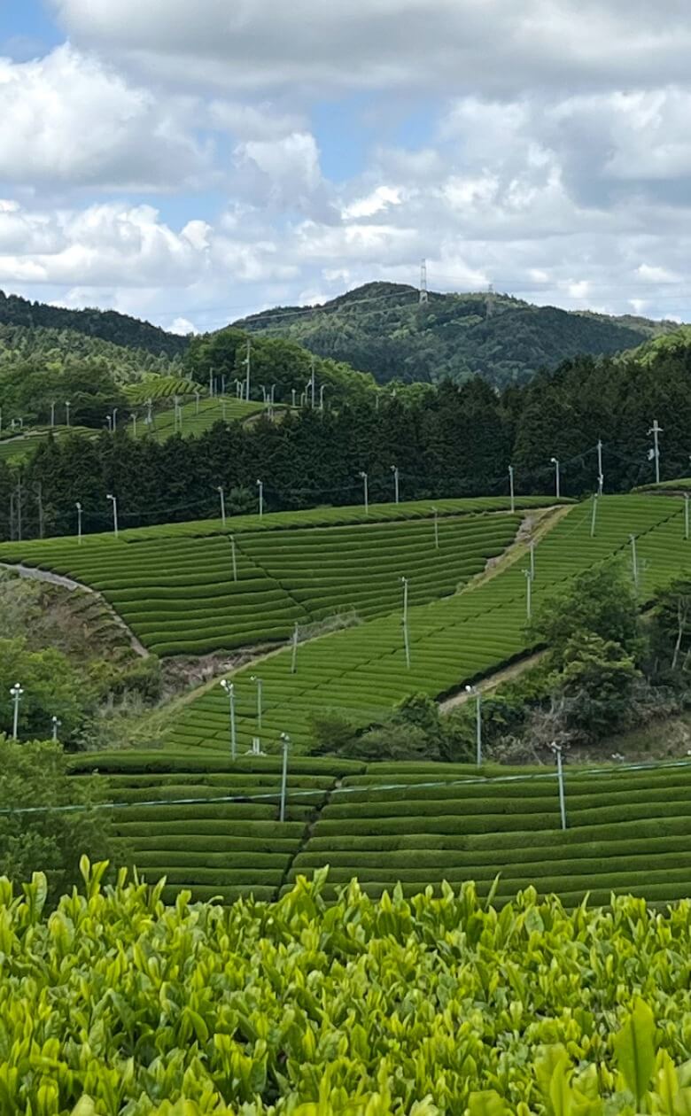 Ippodo Tea Shincha.