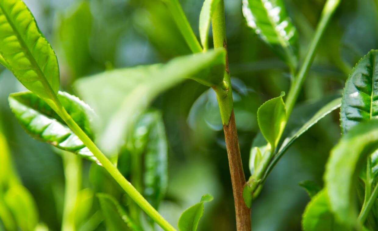 Close up of green tea plant