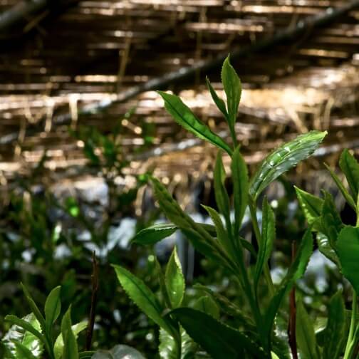 Cultivated by expert hands under dark shade.