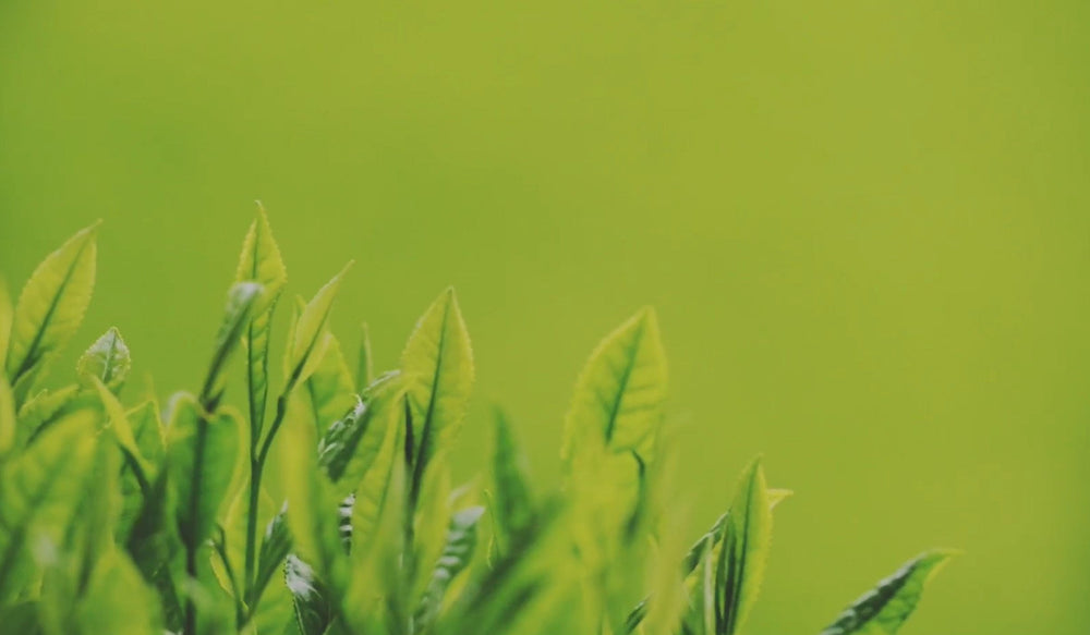 Picture of leaves of green tea plant sprouting upwards towards the sun in front of blurred ombre green background