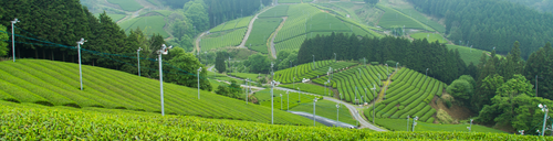 The State of Japanese Tea, Fall 2026