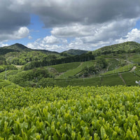 Fields of new tea leaves on Camellia Sinensis trees with mountains covered in tea fields and partly cloudy sky in background