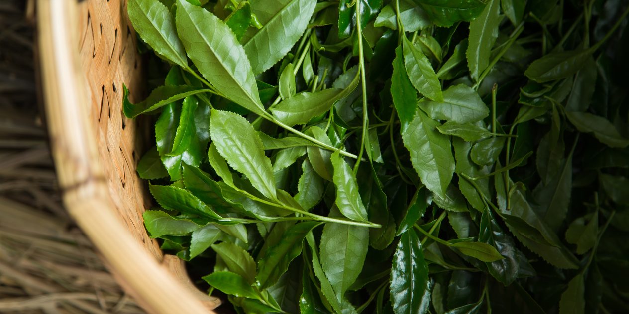 Fresh-picked tea leaves gathered in a bamboo basket