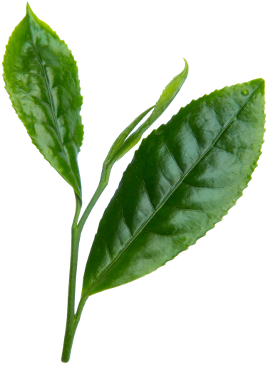 Two fresh Camellia sinensis tea leaves with a new bud