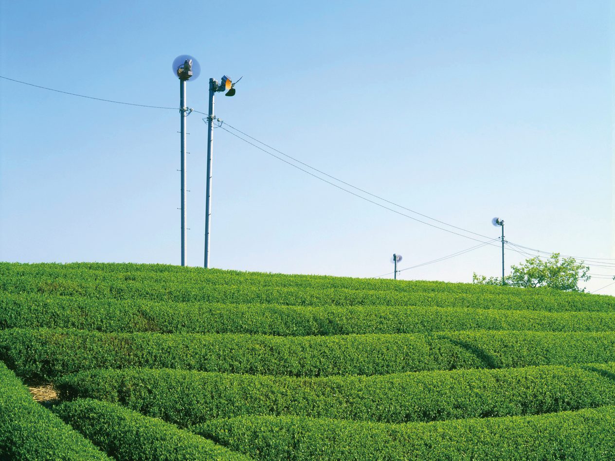 Rows of tea bushes growing in an open-sky field under a clear blue sky