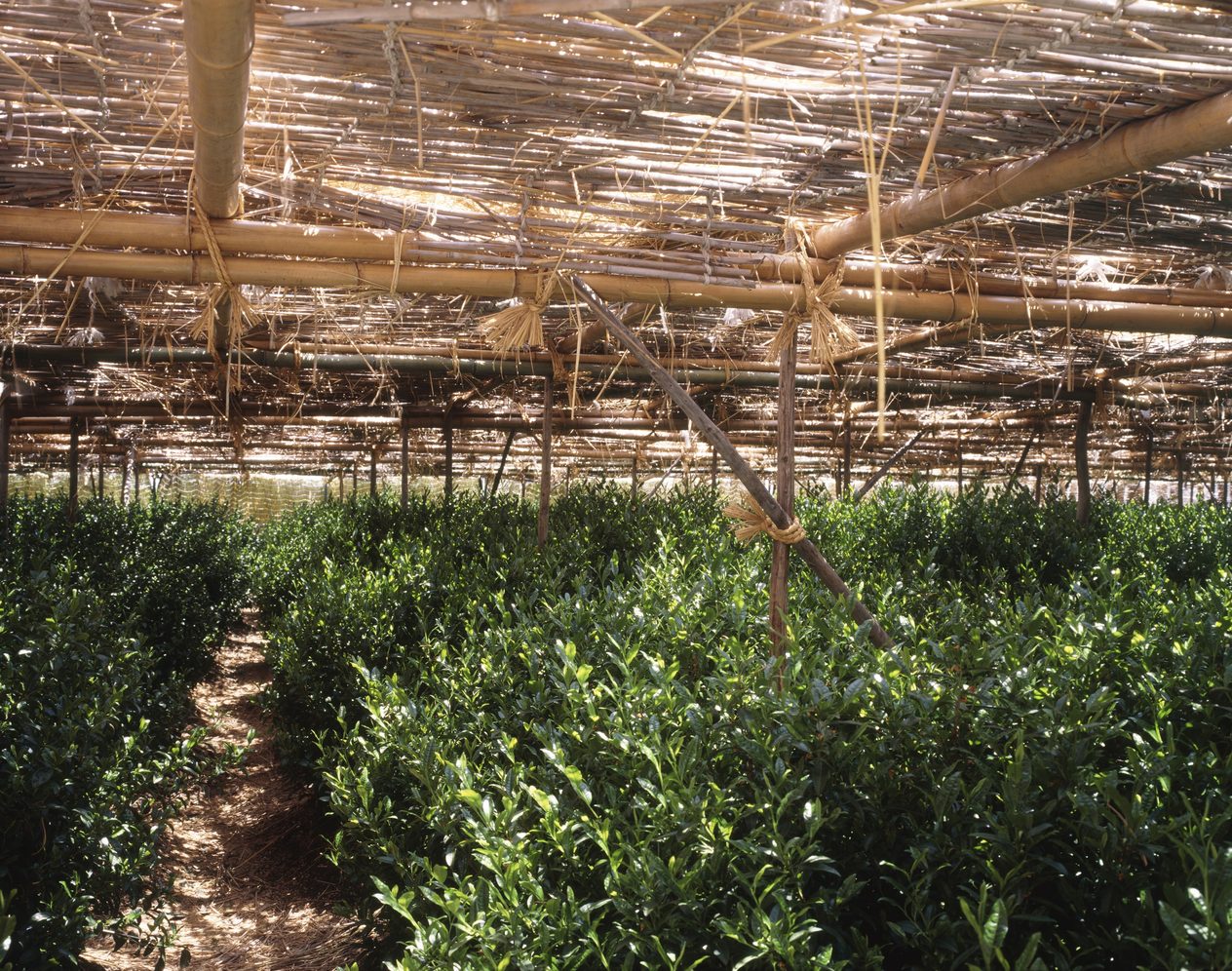 Tea bushes growing beneath a traditional bamboo and straw shade structure