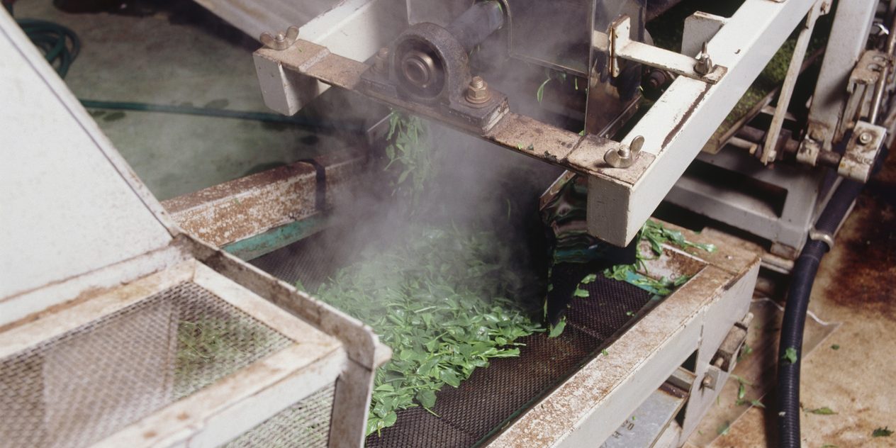 Tea leaves moving through a steaming machine at the factory