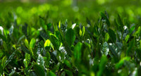 New Harvest Matcha 2024 - 20g