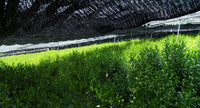 New Harvest Matcha 2024 - 20g