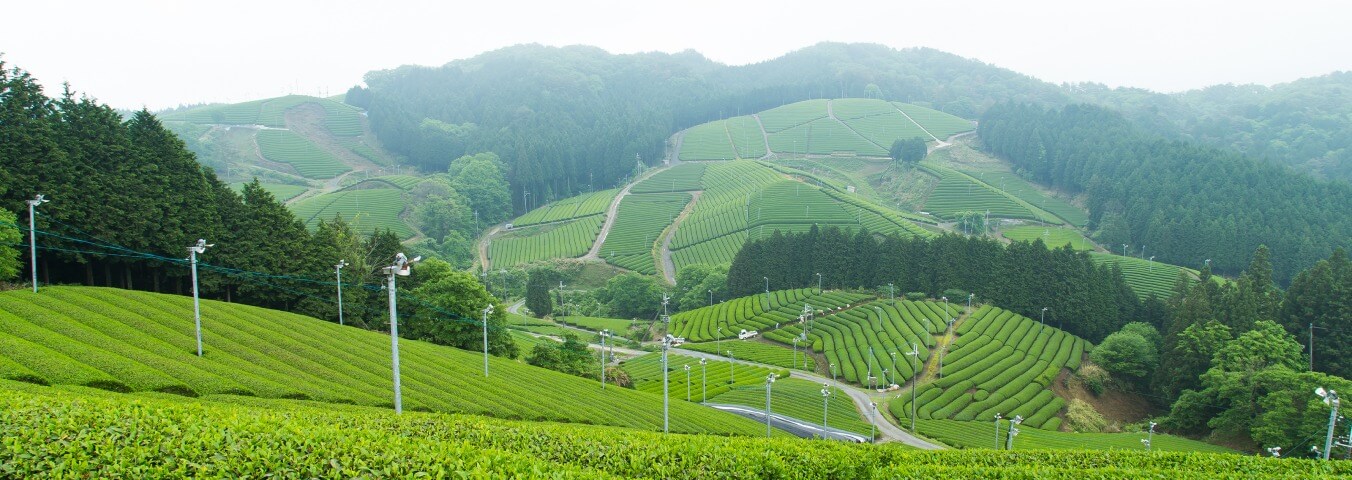Field of green tea in the Kyoto mountains covered with a light mist