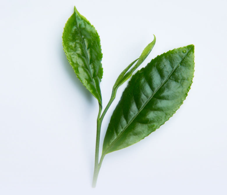 Green tea leaf on white background.