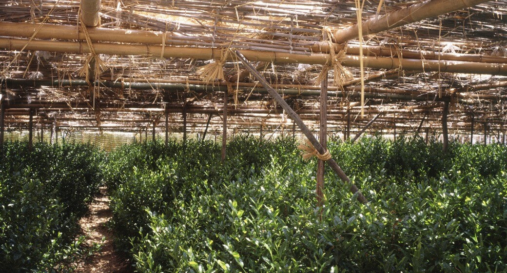 Field of shaded green tea plants covered with a wooden framework to protect the tea from the sun